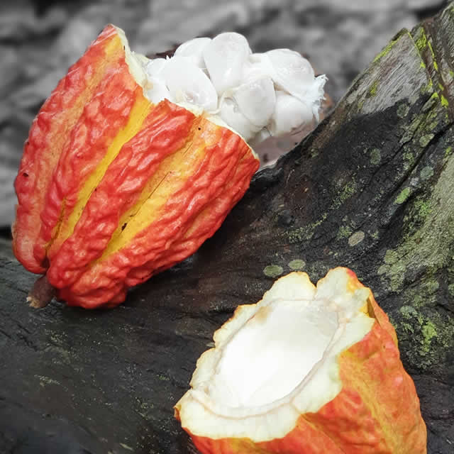 Il frutto del cacao per la gelateria professionale