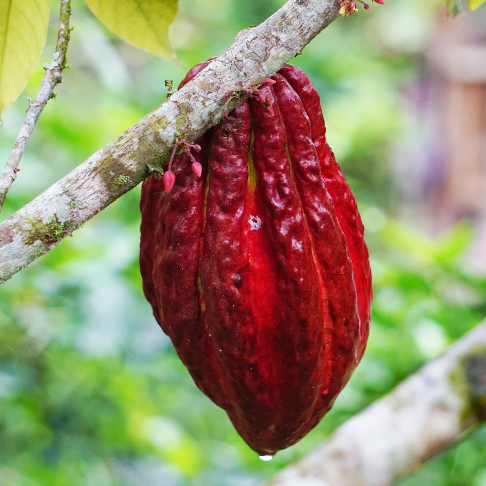 Frutto del cacao ricettario gelaterie