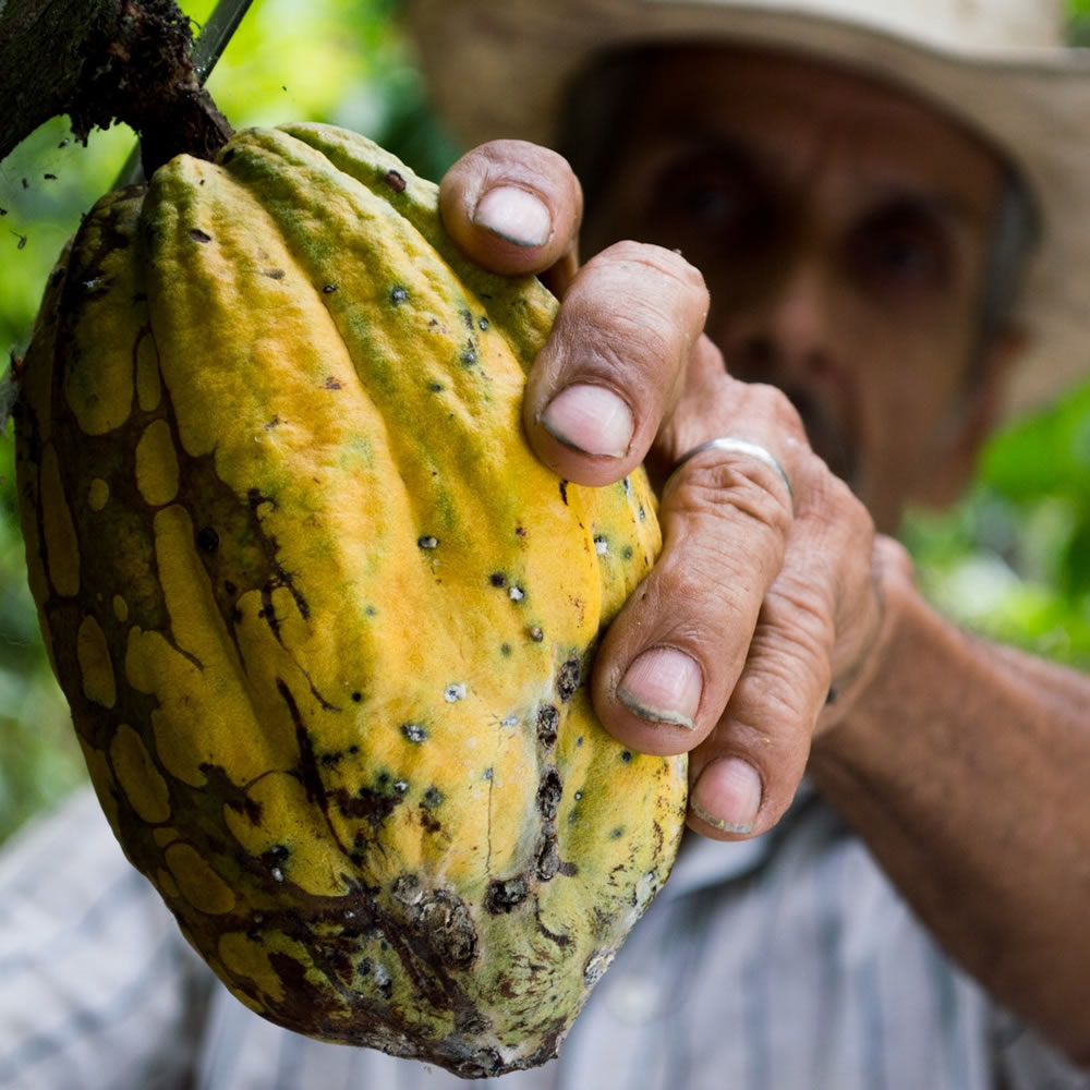 Origini del cacao ricettario gelaterie